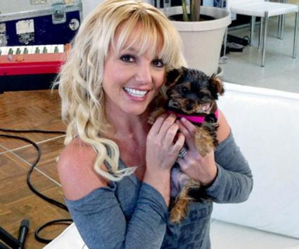 Το καινούριο “μωρό” στην οικογένεια της Britney