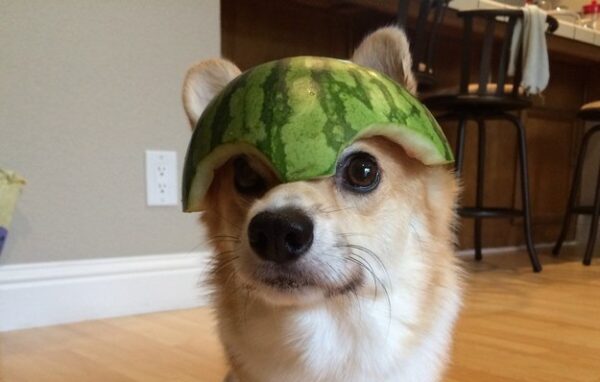 Γνωρίστε τα Corgi, τα σκυλάκια που έχουν τρελάνει το ίντερνετ!