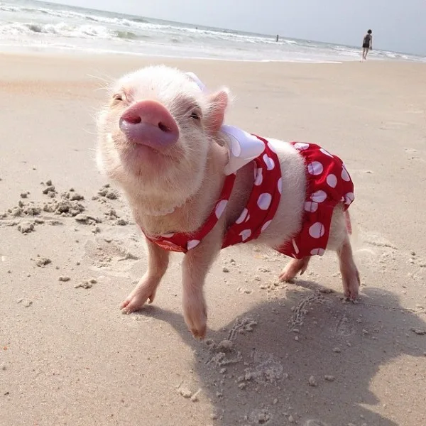 priscilla-mini-pig-12