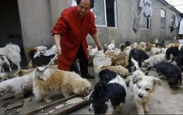 Chinese-man-rescues-adopts-140-dogs-1_2014-10-23_20-31-04-589x371