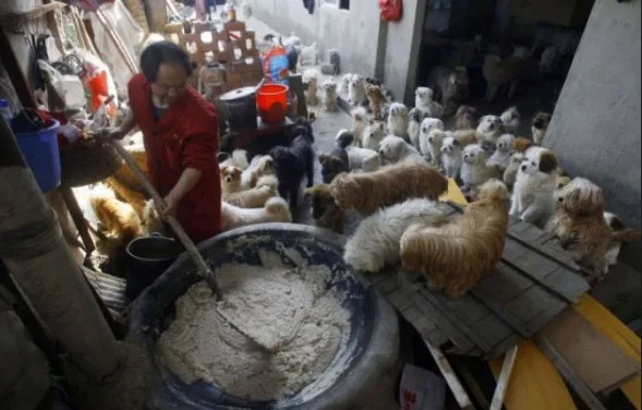 Chinese-man-rescues-adopts-140-dogs-4_2014-10-23_20-31-12-589x376