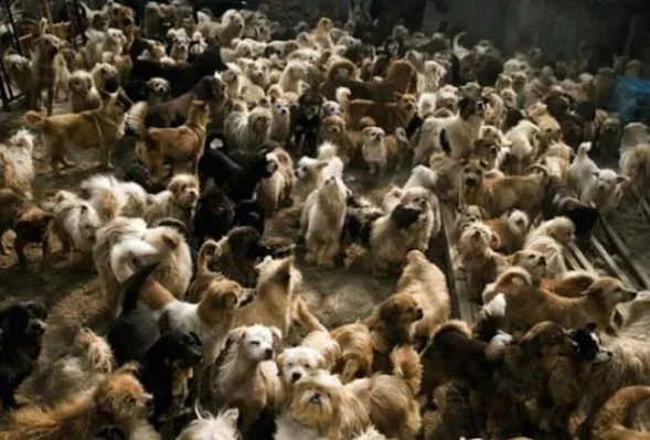 Chinese-man-rescues-adopts-140-dogs-5_2014-10-23_20-31-17-589x399