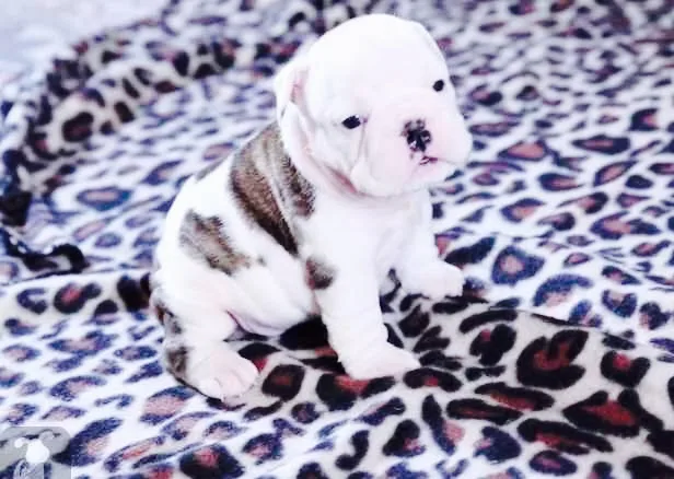 Ένα μικρό κουτάβι Bulldog πάνω σε λεοπάρ κουβέρτα.