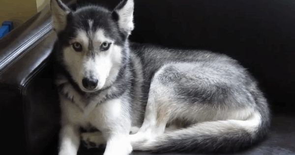 Viral: Γνωρίστε την Mishka! Το πανέμορφο Husky που …μιλάει!