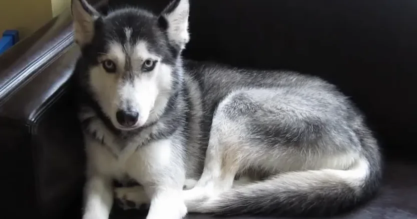 Η Mishka, ένα πανέμορφο Husky, ξαπλωμένη σε καναπέ.