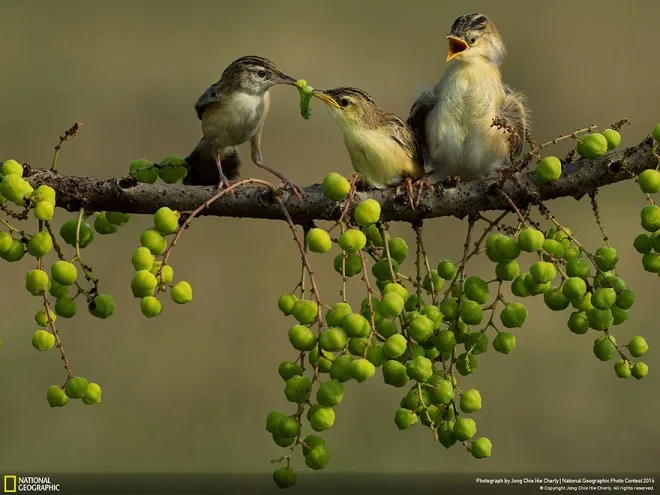 national-geographic-photo-contest-2014-photography-21