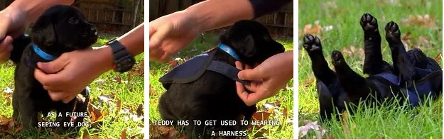 18 Adorable Puppies On Their First Day Of Work