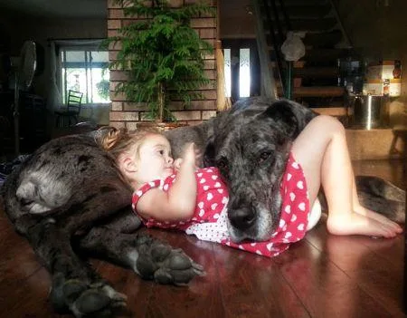 19269747_cute_big_dogs_4.limghandler