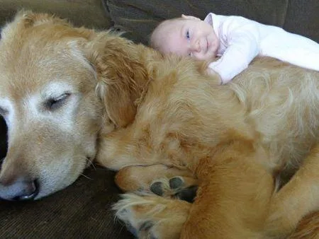 19269748_cute_big_dogs_5.limghandler
