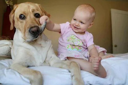 19269749_cute_big_dogs_6.limghandler