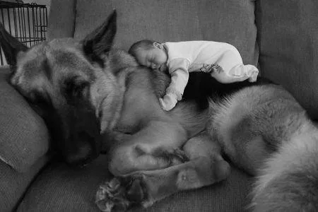 19269750_cute_big_dogs_7.limghandler