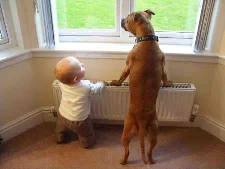 19269752_cute_big_dogs_9.limghandler