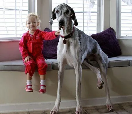 19269756_cute_big_dogs_11.limghandler