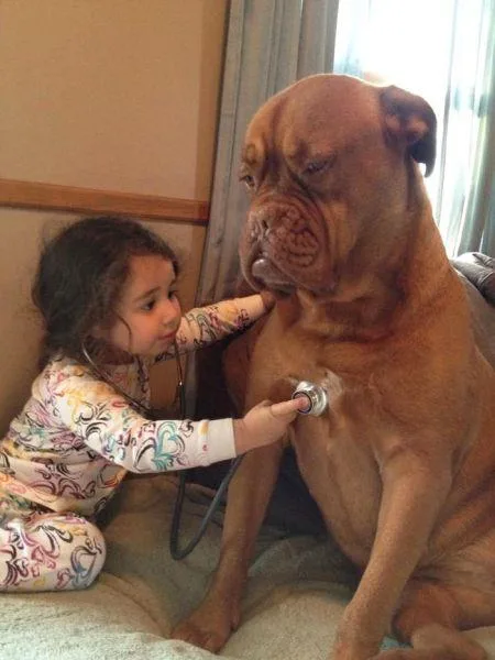 19269758_cute_big_dogs_13.limghandler