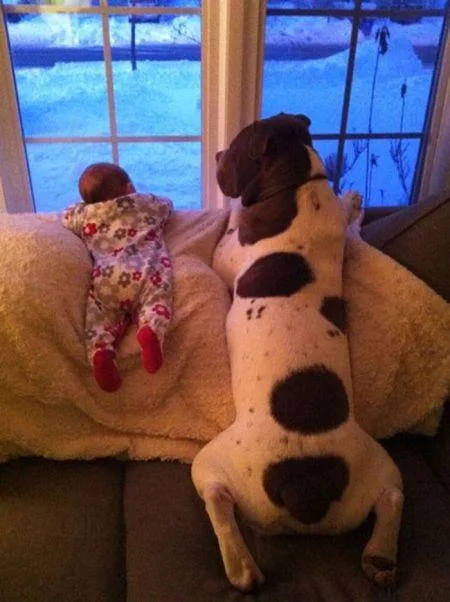 19269759_cute_big_dogs_14.limghandler