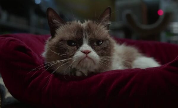 H διάσημη σε όλο τον κόσμο, Grumpy cat, αποκτά τη δική της ταινία! Δείτε το τρέιλερ!