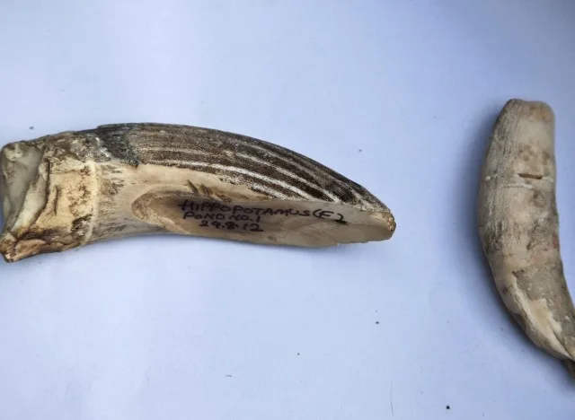 India Illegal Wildlife Parts