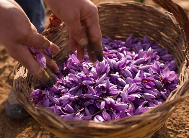 Saffron Harvest In Castilla La Mancha Region