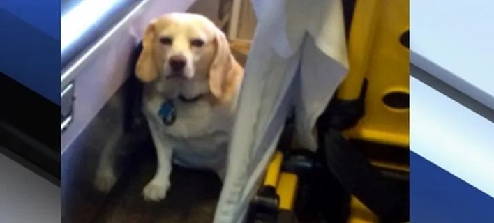 Ο σκύλος Buddy μέσα σε ασθενοφόρο