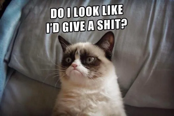 cat1