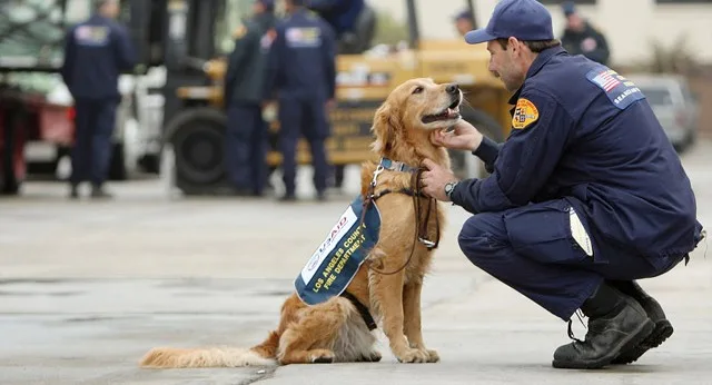 Πυροσβέστης χαϊδεύει εκπαιδευμένο σκύλο διάσωσης.