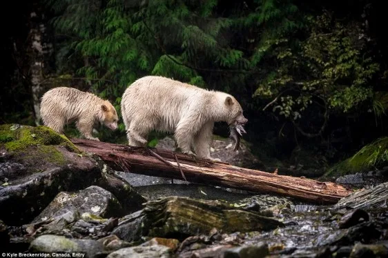 23e84d9c00000578-2867150-dinner_time_the_mother_and_the_cub_are_spirit_bears_or_kermode_b-a-7_1418141805174