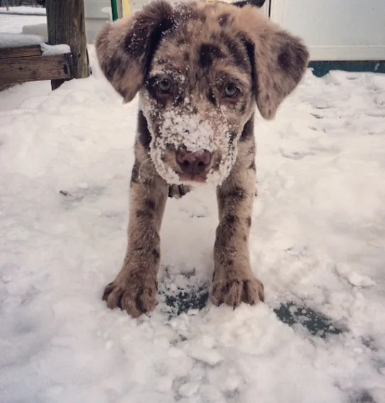 dog10
