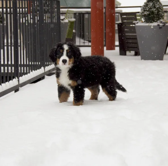 dog11