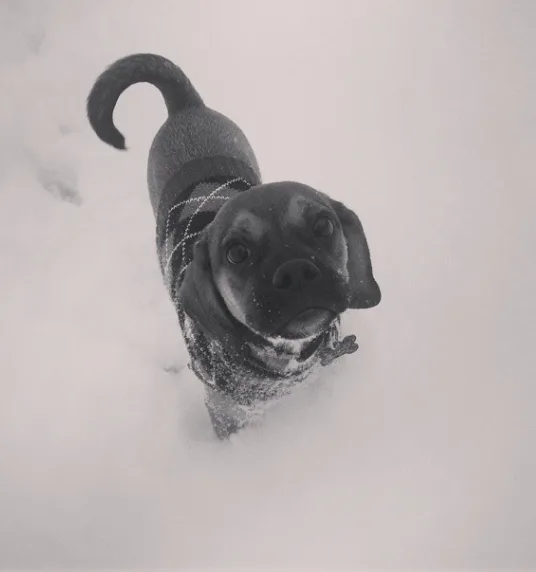 dog12