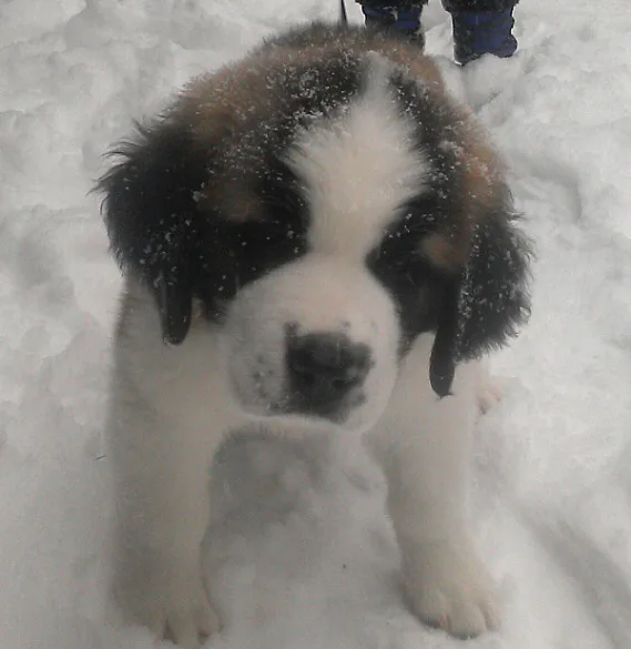 dog2