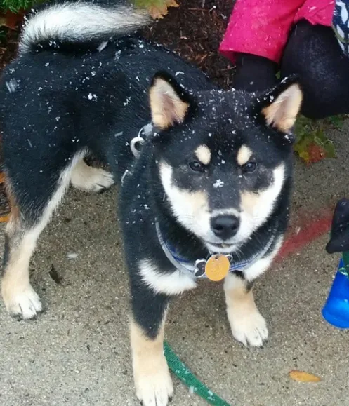 dog4