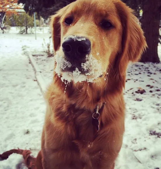 dog5