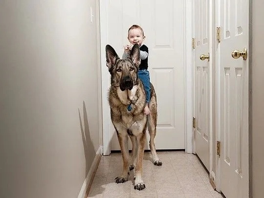 dogsbabies10