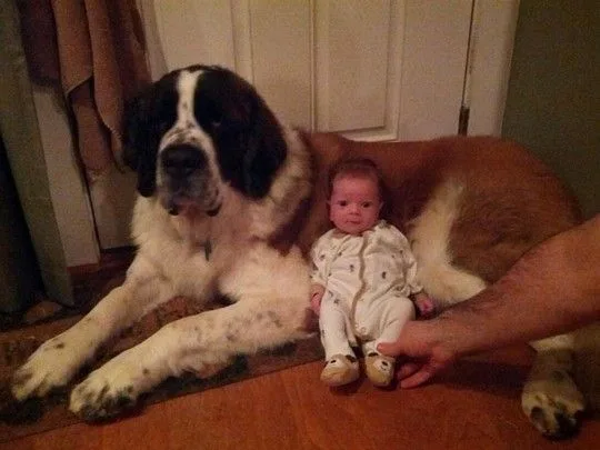dogsbabies11