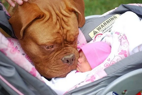 dogsbabies12