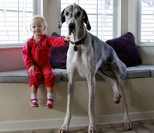 dogsbabies13