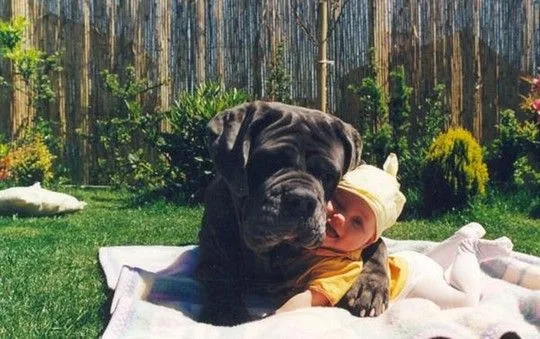 dogsbabies14