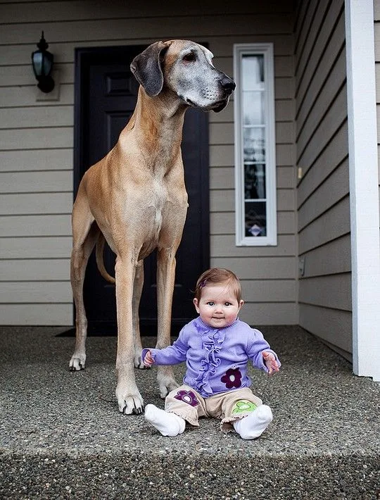 dogsbabies15