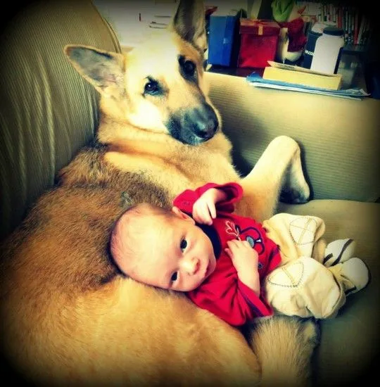 dogsbabies16