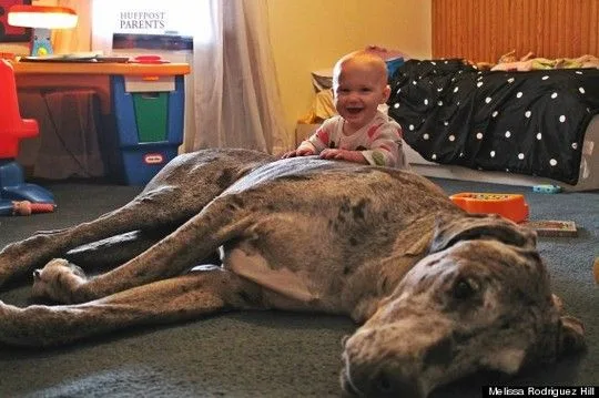 dogsbabies17