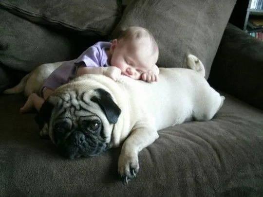 dogsbabies19