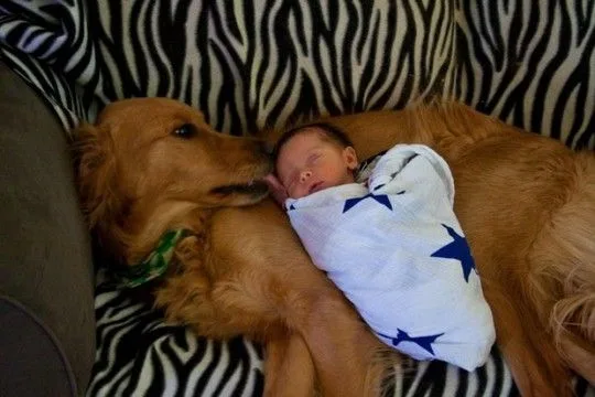 dogsbabies20