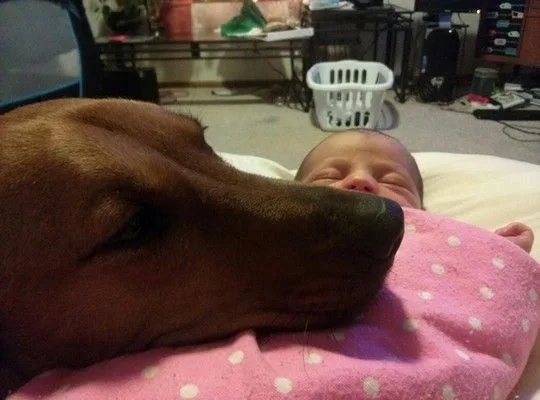 dogsbabies21