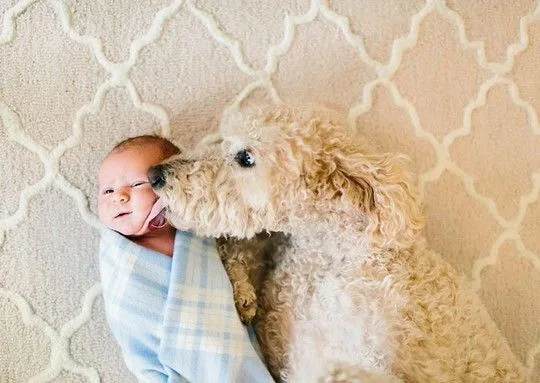 dogsbabies3