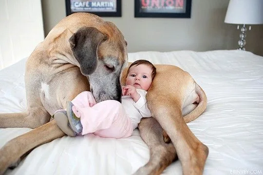 dogsbabies9