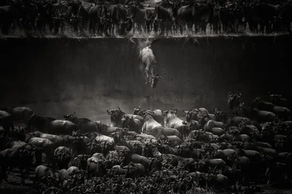 The great migration - 2014-09-29_282148_nature.jpg