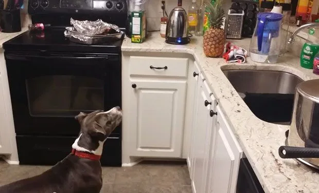 Η Stella το pit bull κοιτάζει έναν ανανά στην κουζίνα