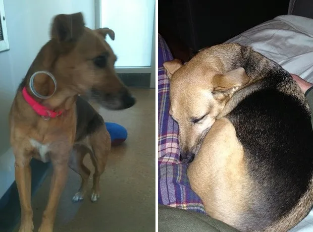 8 Exaf What A Difference A Day Makes In The Life Of A Pet