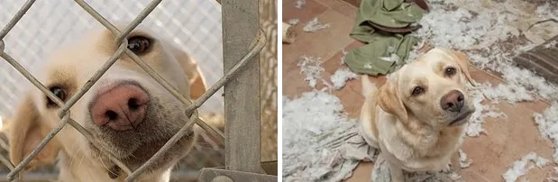 8 Examples Of A Difference A Day Makes In The Life Of A Pet