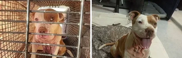 8 Examples Of Wha A Day Makes In The Life Of A Pet